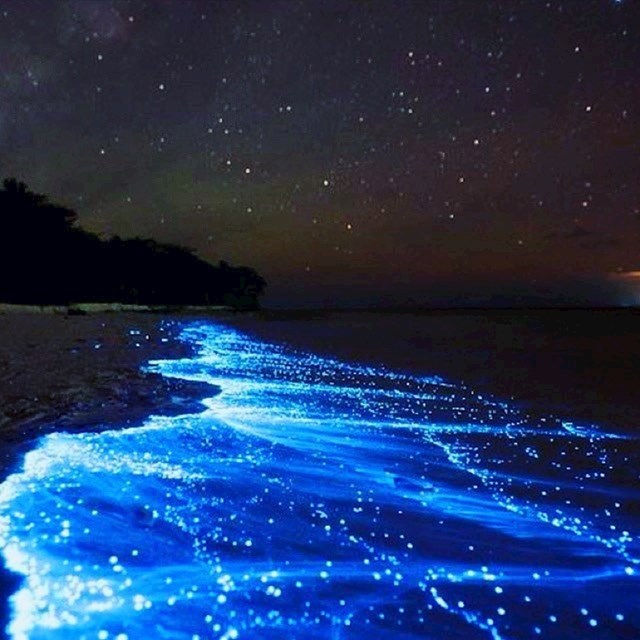 Bioluminescentne plaže