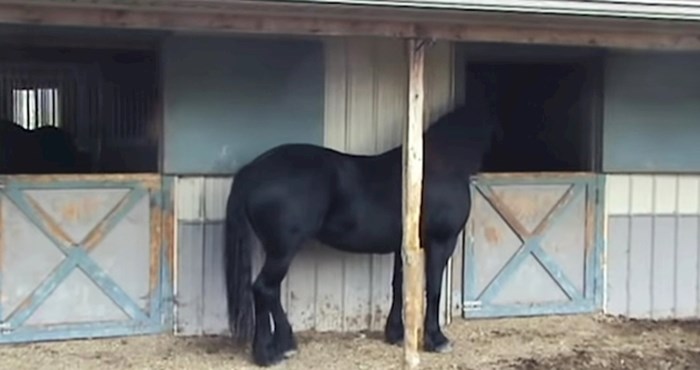 Konj je često nestajao pa je vlasnik uzeo kameru i otkrio što se zapravo događa