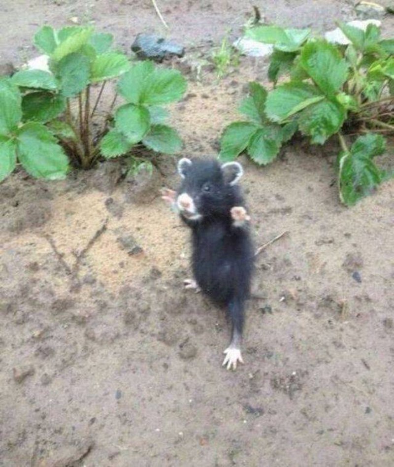 Ovaj mališan je spreman za borbu.