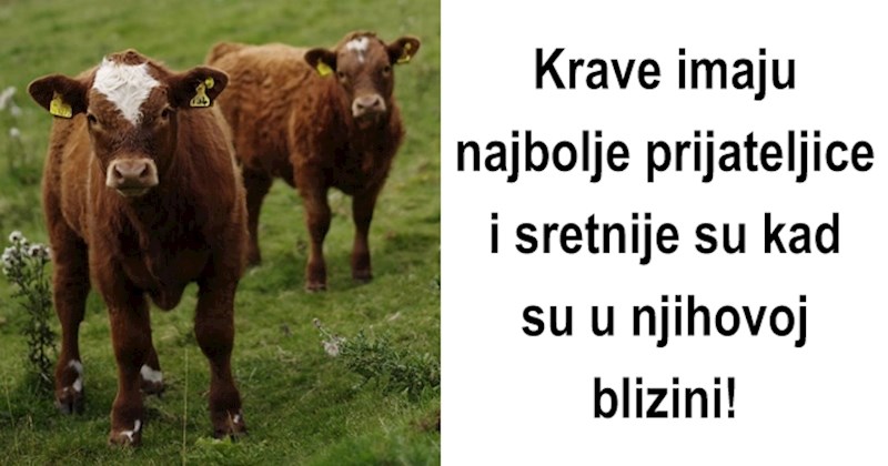 20 zanimljivih činjenica o životinjama pomoću kojih ćete uspjeti začuditi sugovornike
