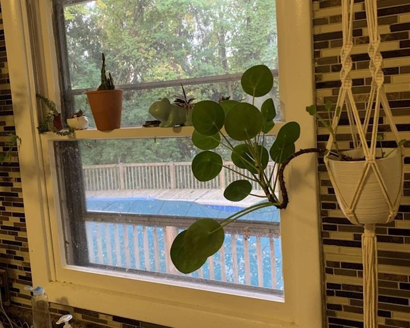 "Naša biljka je pobjegla iz lonca u potrazi za sunčevim svjetlom."