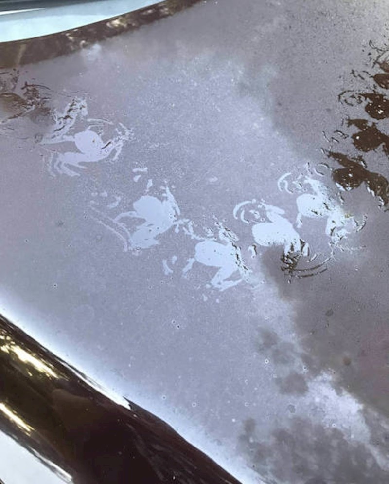 "Kad sam se približio svom autu, našao sam tragove malog zločinca (žabe)."