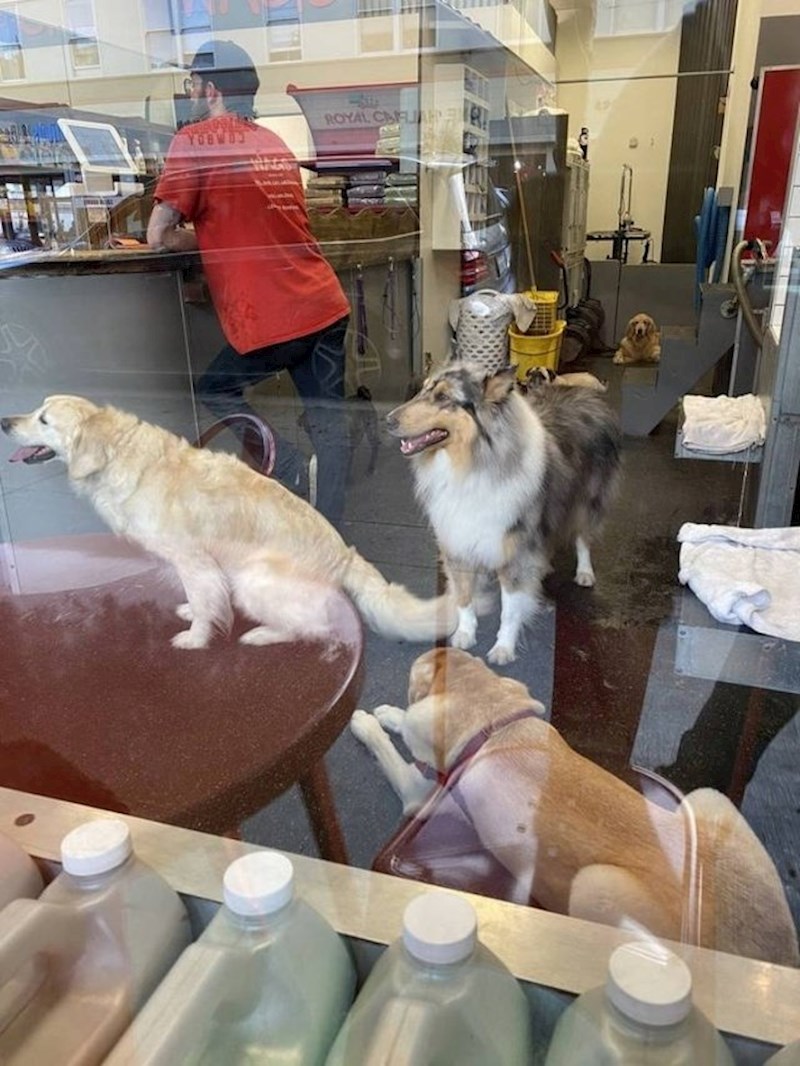 Je li pas stvarno na stolu?