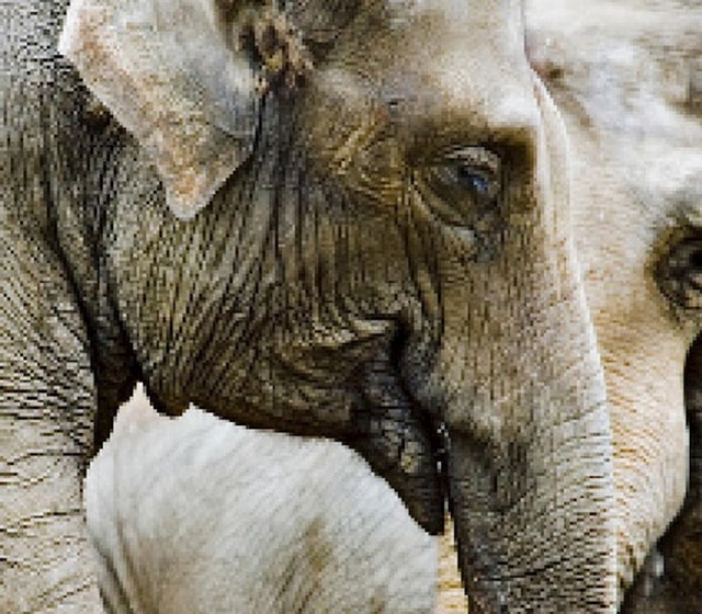 Azijski slon, preostalo: između 40 000 i 50 000