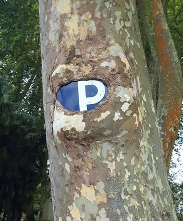 Ovo stablo je progutalo stari znak za parking.