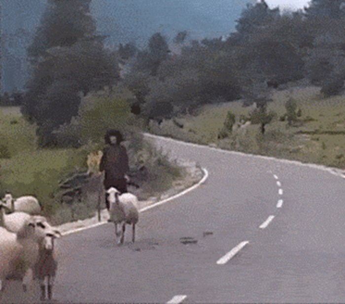 Gangsteri s vunom: Evo zbog čega nije nimalo jednostavno raditi kao pastir