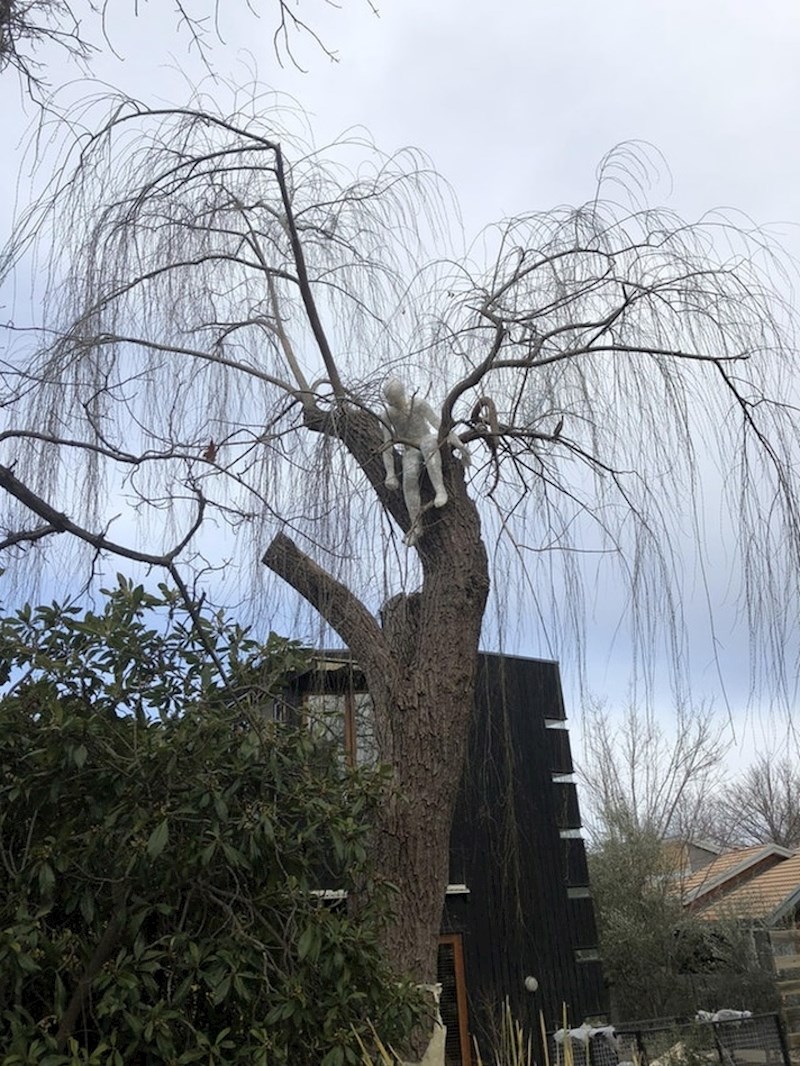 Prolaznik je ugledao čudan prizor na drvetu...