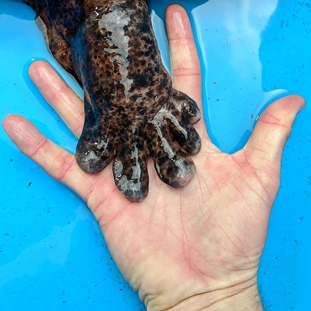 "Držao sam ruku japanskog divovskog salamandera."
