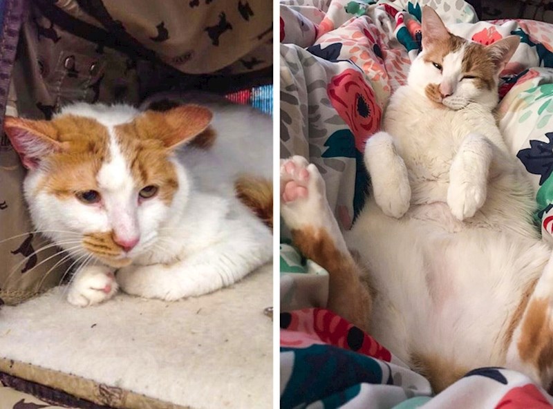 "Našli smo ga kraj kontejnera. Bio je ranjen. Danas Oscar ima topao i siguran dom i nitko ga više neće zlostavljati."