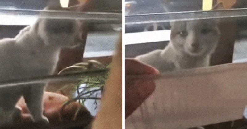 Mački je pokazala poruku na papiru i svijetu dokazala da njena ljubimica zna čitati