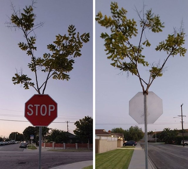 Ovo stablo je naraslo u unutrašnjosti stupića STOP znaka.