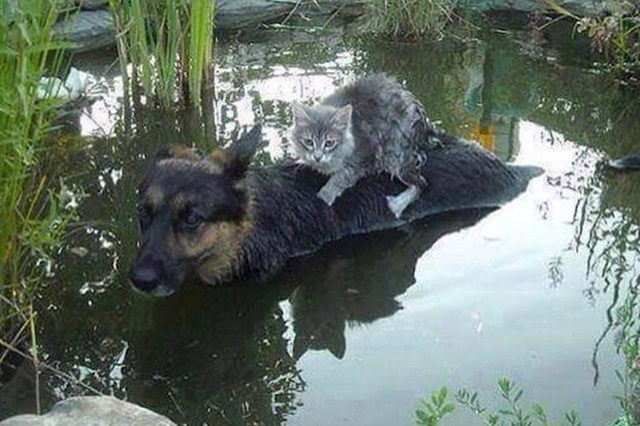 Ovaj pas je dao sve od sebe da spasi mačku.