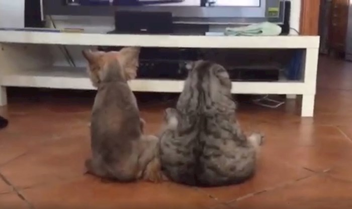 VIDEO Vlasnica ušla u sobu pa ugledala zanimljiv prizor, pogledajte što su pas i mačka radili