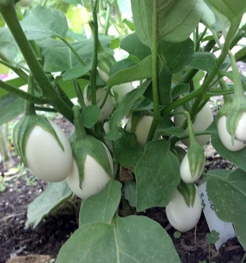 Ovako izgleda nezreli patlidžan. Je li vam sada jasno zašto je patlidžan na engleskom "eggplant"?