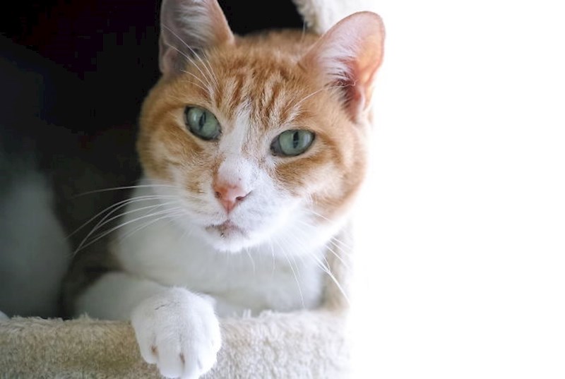 Mačke nas ne smatraju "ljudima". One na nas gledaju kao i na druge mačke.