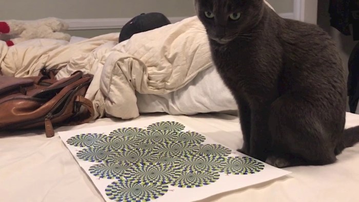 VIDEO Svojoj mački su pokazali poznatu optičku varku s "rotirajućim" krugovima, evo kako je reagirala