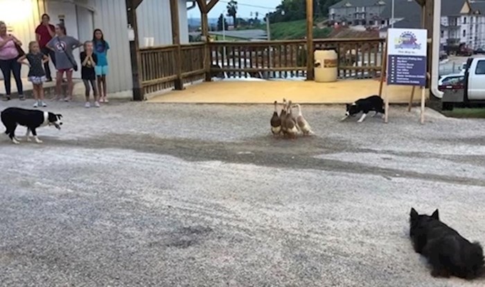 VIDEO Psi su se polako približavali patkama, pogledajte zašto su na kraju dobili pljesak