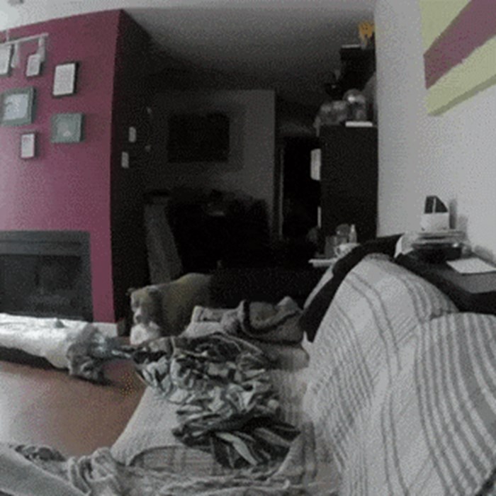 U stanu je postavio kameru kako bi saznao čime mu se pas bavi kad nije kod kuće, snimka mu je istopila srce