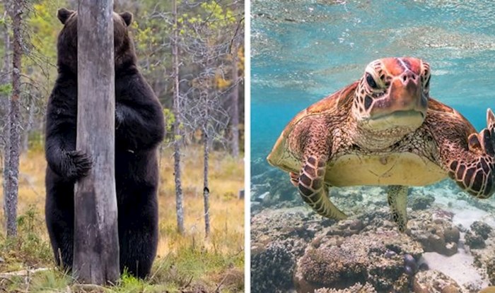 Objavljeni su finalisti Comedy Wildlife foto natjecanja, ove životinje će vas sigurno nasmijati