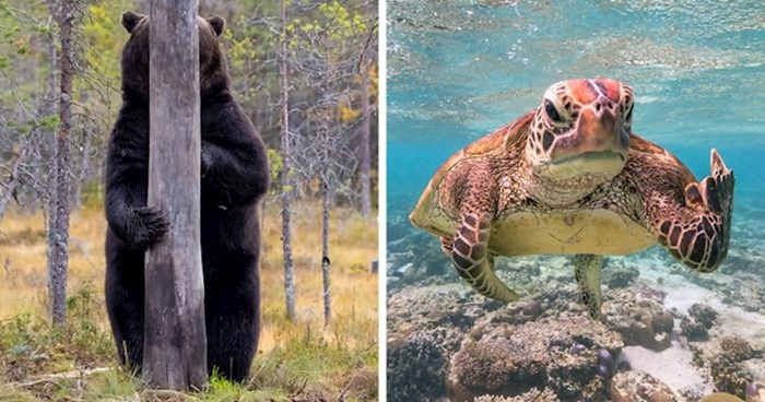 Objavljeni su finalisti Comedy Wildlife foto natjecanja, ove životinje će vas sigurno nasmijati