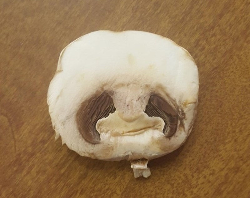 Najtužnija gljiva na svijetu