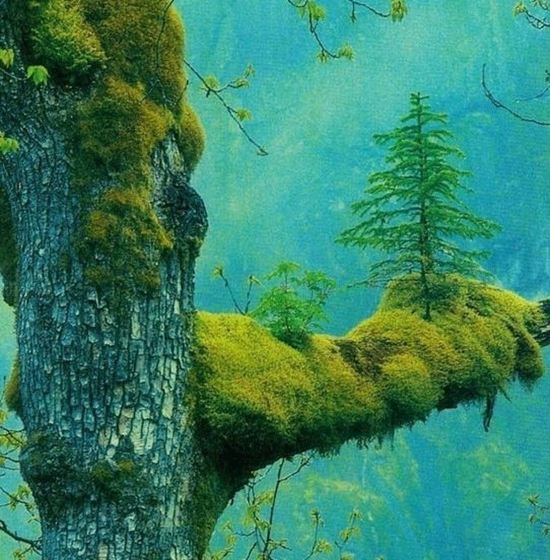 Malo stablo raste na velikom.