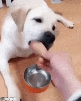 Pas nije više mogao trpjeti "patnju" svog brata, pogledajte kako mu je pomogao