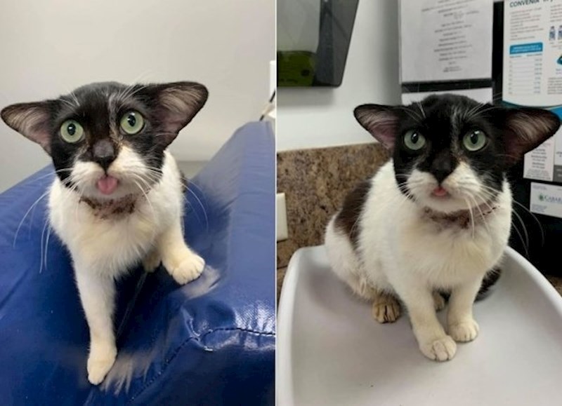 Pokušava li ova mačka izgledati kao Baby Yoda?