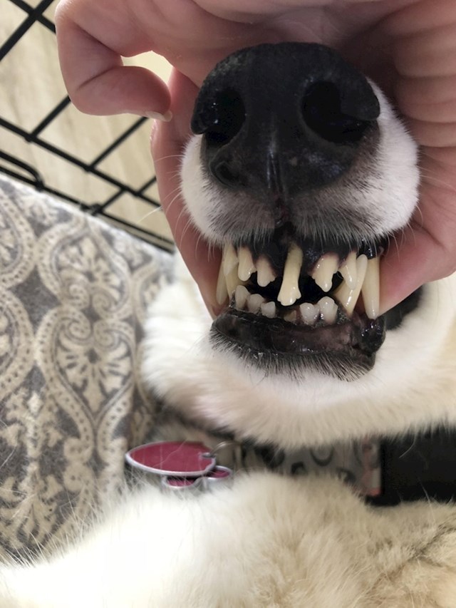 "Moj pas je slomio donji zub pa je gornji više narastao kako bi popunio prazninu."