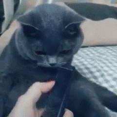 Vlasnica je mački pokazivala češalj i igrala se, njena reakcija ju je nasmijala do suza