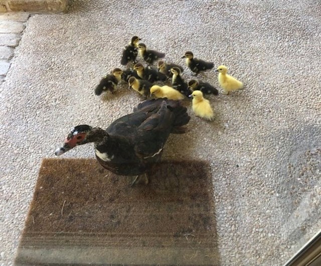 "Ova mama patka svake godine dovede svoje pačiće pred moja ulazna vrata. Ja joj svaki put pomognem. Danas me dočekala s 13 slatkih pačića!"