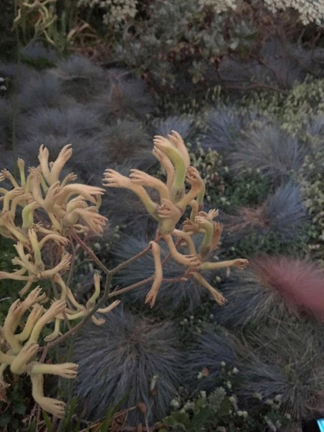 ova biljka izgleda kao da umjesto cvjetova ima odrezane ruke.