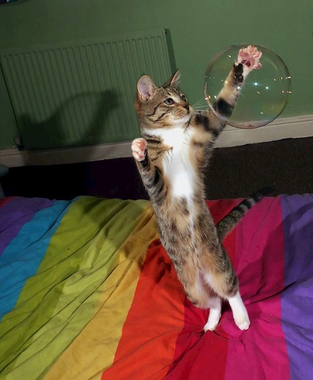 Žonglirajuća maca