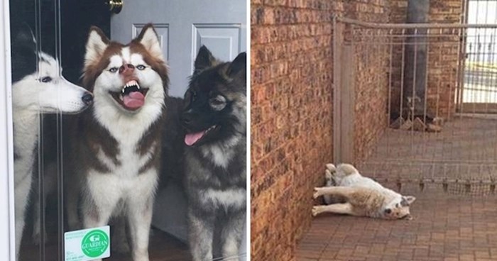 Vlasnici su podijelili najsmješnije fotke "pasa s kojima nešto nije u redu"