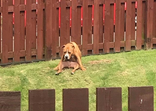 "Izašao sam van i vidio susjedovog psa u jako čudnoj pozi..."