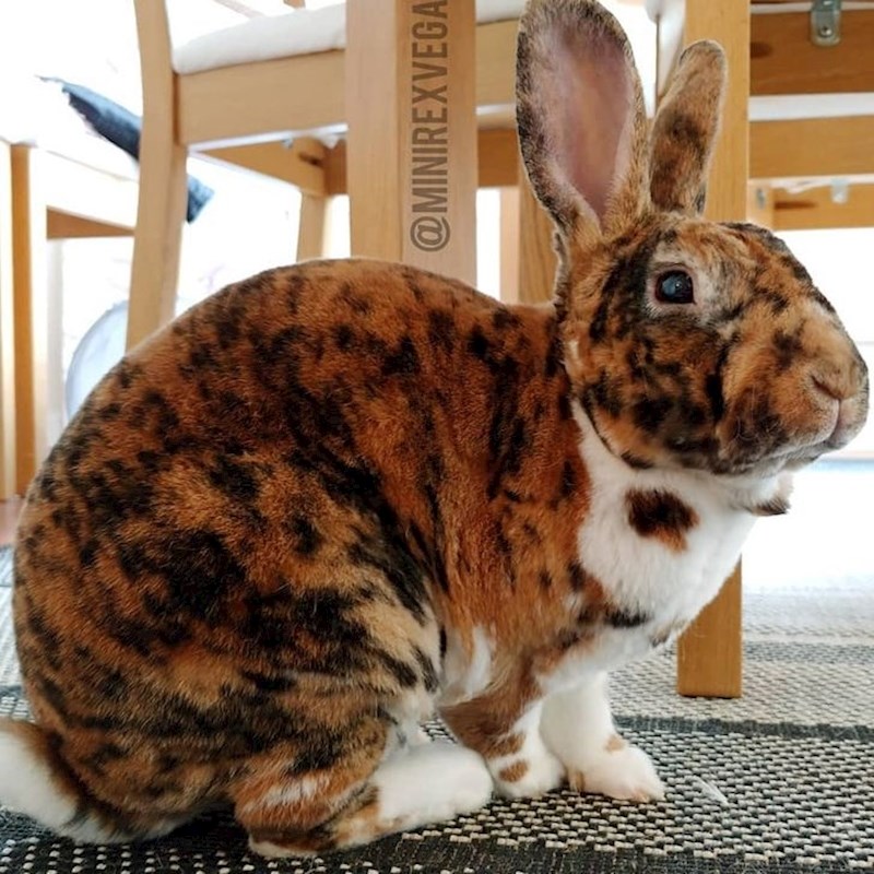 Ni divlja mačka se ne bi sramila ovakvog krzna.