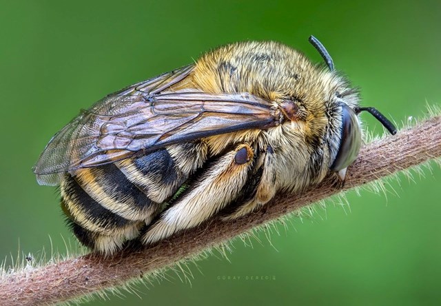 Ovako izgleda pčela dok spava.