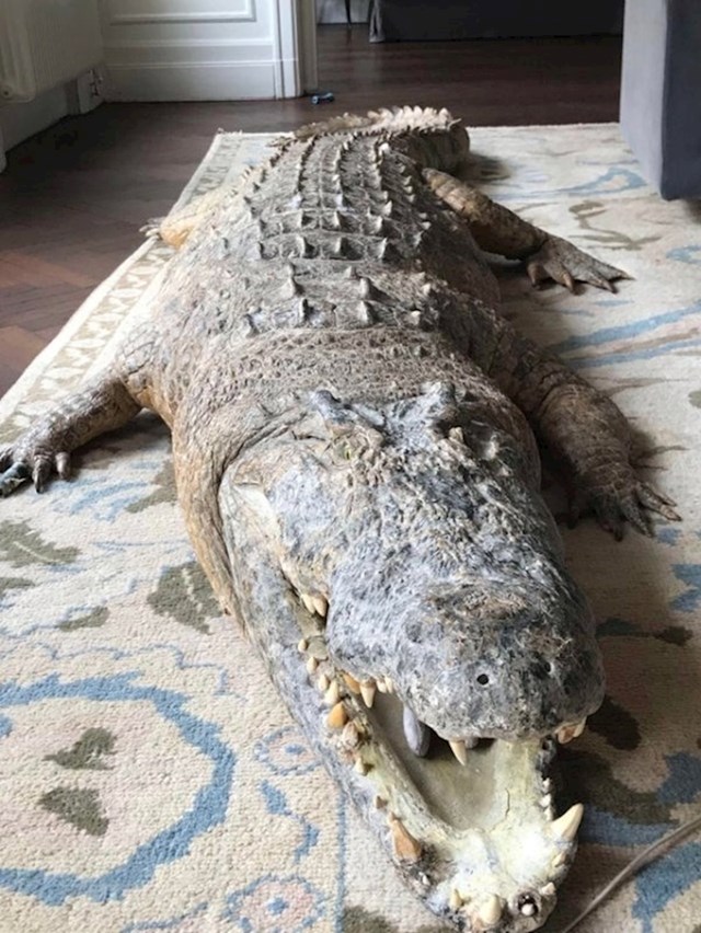 "Ušli smo u svoj Airbnb stan i našli... prepariranog krokodila."
