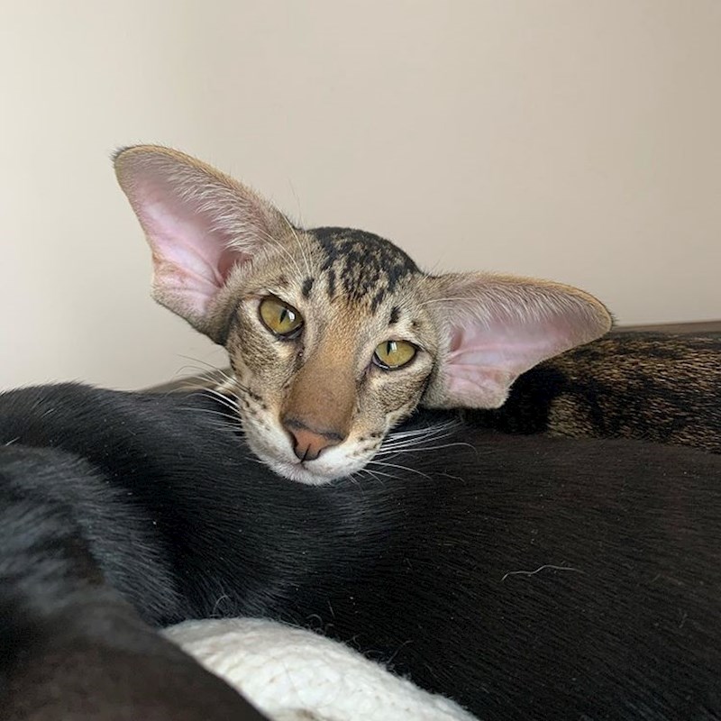 Ona sigurno čuje trenutak kad vlasnik otvara konzervicu s hranom...