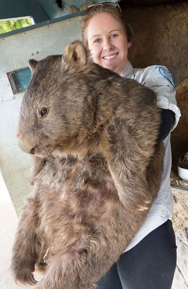 Patrick je najveći i najstariji vombat na svijetu.