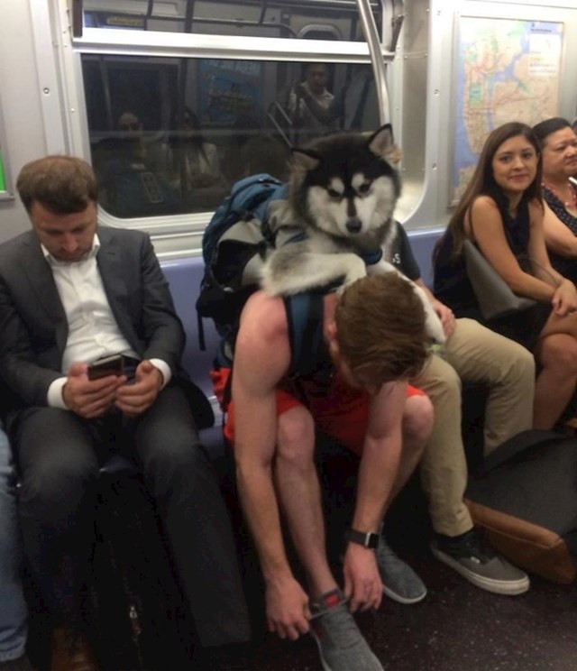 U New Yorku su u metrou zabranjeni svi psi koji ne mogu stati u torbu. Zbog toga ovaj lik nosi svog ljubimca ma leđima.