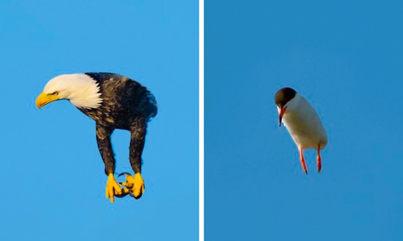Ove ptice su slikane u savršenom trenutku, izgledaju kao da nemaju krila.
