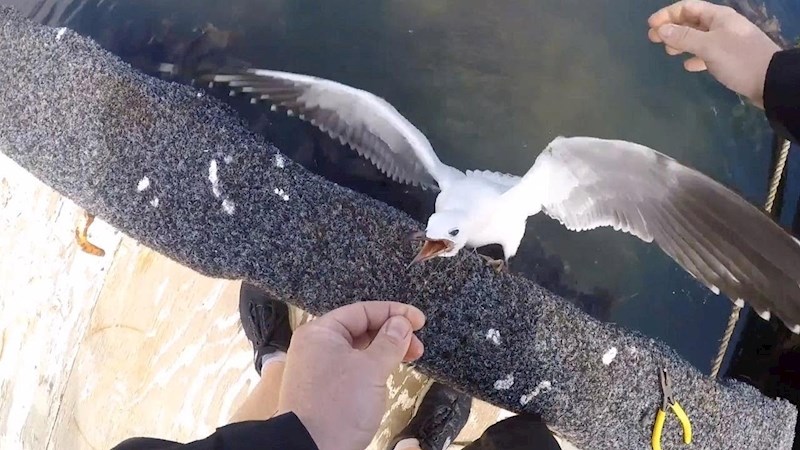 VIDEO Dok je šetao marinom, primijetio je da nešto nije u redu. Pogledajte kako je spasio galeba