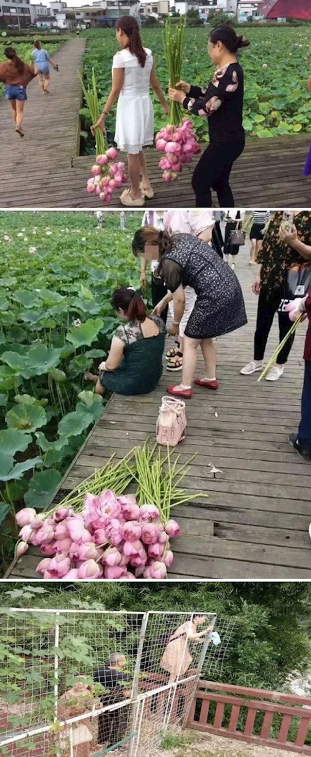 Ovi turisti su upali u jedan ekološki park u Kini i pobrali sve lotuse. Neki su se čak dolazili baviti ribolovom u parku pa su uništili ograde koje su se morale popravljati čak pet puta od ožujka.