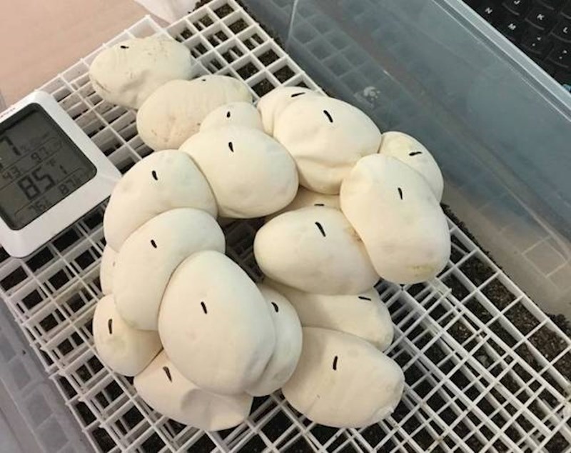 Ne, nitko ovdje ne priprema krafne. Ovo su zmijska jaja.