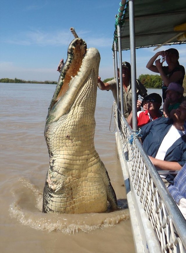 Pogledajte koliki je ovaj krokodil!