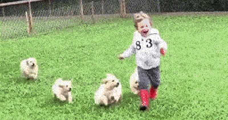 Čopor pasa napao je malo dijete, ovakav "napad" bi im svatko oprostio