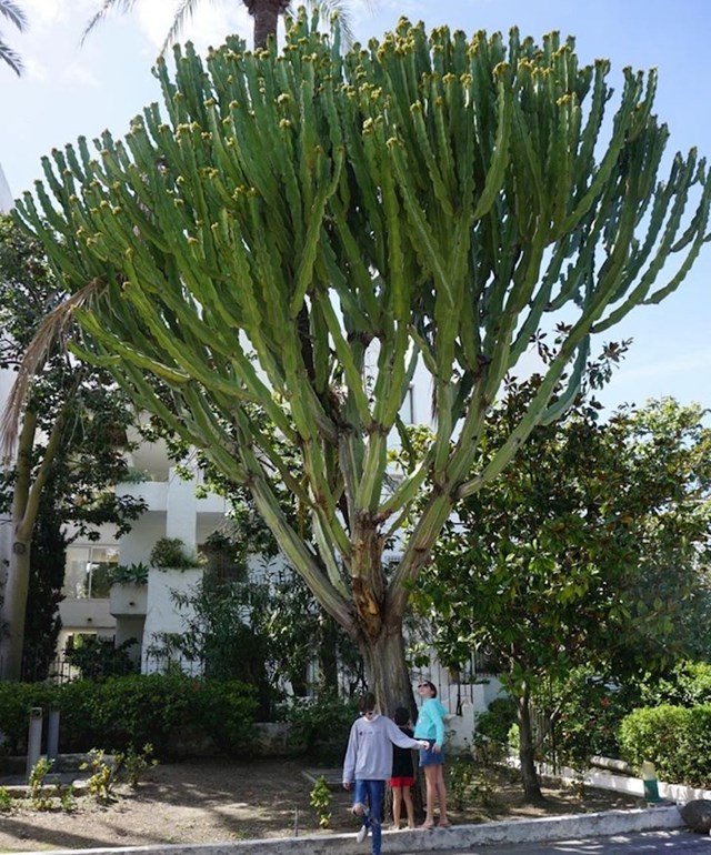 Ovaj kaktus je toliko velik da izgleda kao stablo.