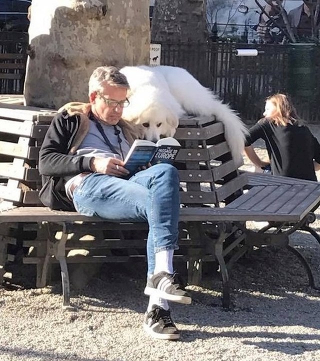 Dok drugi psi trče po parku, ovaj čita knjigu sa svojim vlasnikom."