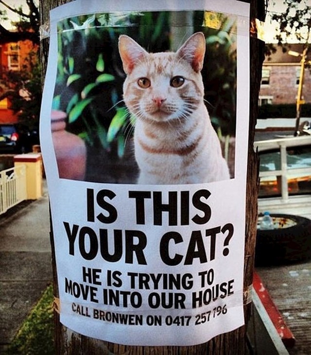 "Je li ovo vaš mačak? Pokušava se useliti u našu kuću. Nazovite..."